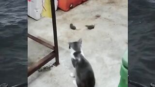 Gemoy watches kung fu Mouse#fyp