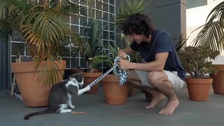 A collection of funny and adorable cat videos part 2