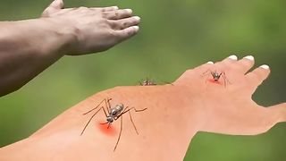 Why MOSQUITOS target certain people? ????