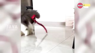 TAHAN TAWA.!???? 10 Menit Video Kucing Lucu Terbaru yang Bikin Ngakak 2023 ~ Kucing Tiktok Lucu
