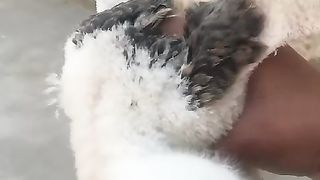 Son of eagle