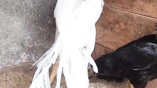 White and black ll beautiful birds ll