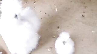 White silky ll two and two make four