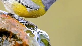 Bird ???? drinking water ????
