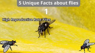 5 Unique Facts about flies