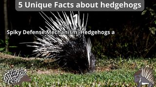 5 Unique Facts about hedgehogs