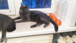 утренняя проверка