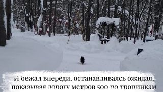 Кот проводник помог найти дорогу и получил вознаграждение.