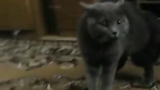 Кот ругается на моего парня..
