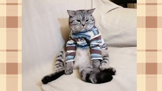 Хорошего КОТИКА должно быть МНОГО