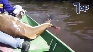 Почему Река Амазонка Создает Монстров.