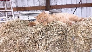 I need my beauty sleep.