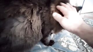 Кот Марс. От скуки решил подраться