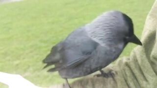 Jackdaw content to chill, offers me food.