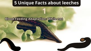 5 Unique Facts about leeches