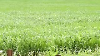 Cooking ( Sweet & Sour Fried Egg )