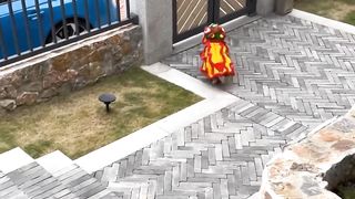 new creature cats