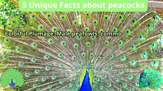 5 Unique Facts about peacocks