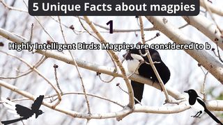 5 Unique Facts about magpies