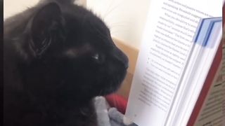 Fanny Cat