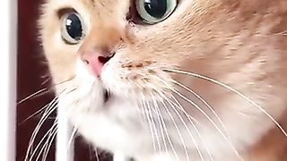 Talking cat