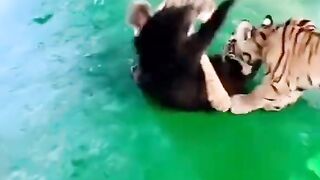 Best lion baby video