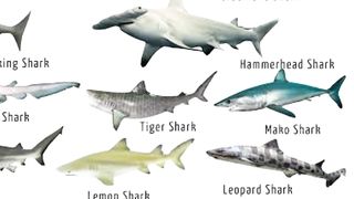 Leopard Shark