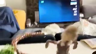 funny animals