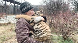 НЕ ВОЗМОЖНО СМОТРЕТЬ БЕЗ СЛЕЗ ! Мама Леокадия и тигренок