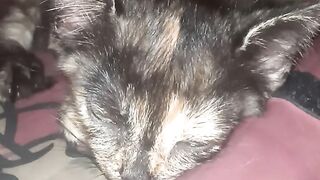 Funny cat