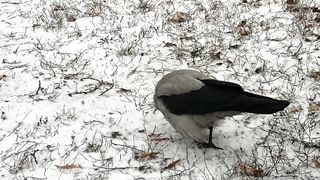 Серьезные пуховые вороны _ These crows mean business