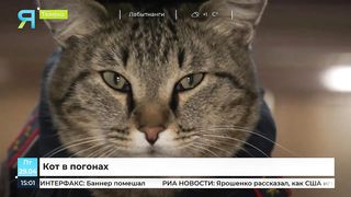 Носит форму и ведет соцсети_ в Тюмени кот поступил на службу в пожарную часть