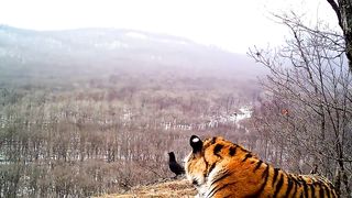 «Ругань» вороны на тигра