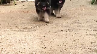 Pets anmals