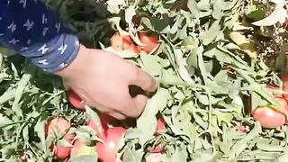 Very good vegetables