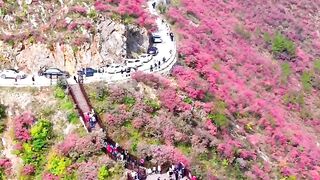 Hill station with beautiful flowers