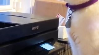 Funny cats ????