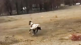 Funny moments with horses
