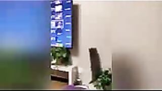 Animais mais engraçados pra divertir a família