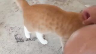 Amazing Funny Cute Cats Viral Clips Very Cute Cats..|| #funny Cute Cats #shorts Video????|| #trending #animals #reels