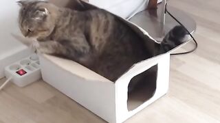 Animals always don't like peace