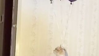 Funny cats video ????