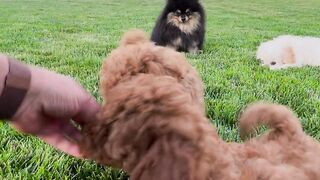 Beautiful Dogs Video