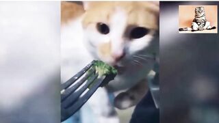 OMg so cut Cat❤️ best funny cats video 2022