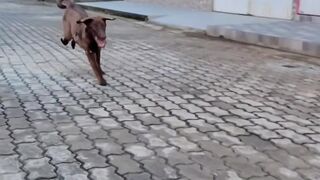 Belinha correndo atrás da bola
