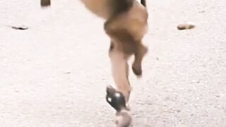 Funny animal video