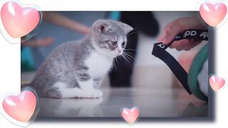 Funny cats