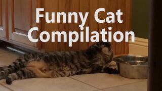 Baby Cats // irritating funny act //