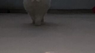 My Persian Cat Heavy Fur