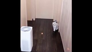 funny cat, cat and dog funny video